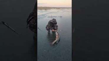 Щука монстр....