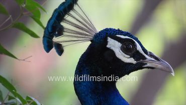 Peacock nods off to sleep in the hot summer sun of a Delhi afternoon, his nictitating membrane shuts