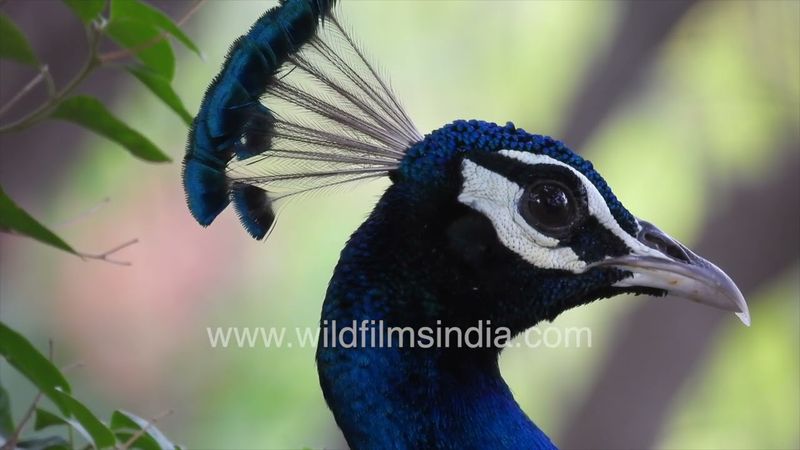 Peacock nods off to sleep in the hot summer sun of a Delhi afternoon, his nictitating membrane shuts