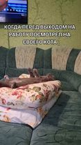 #юмор #котвенька #передвыходомнаработу #