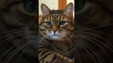 Пираньи 🐟🐟🐟🙀 #cat #кот #юмор #котушка #приколы #цитаты