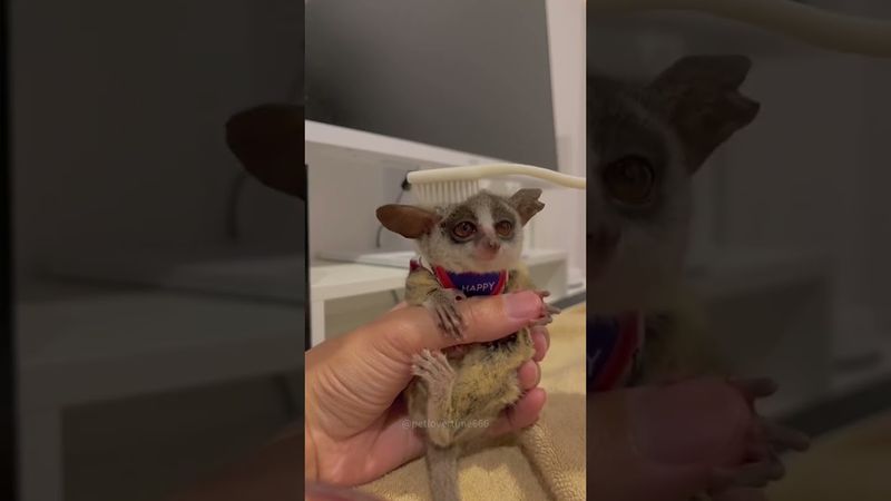 bushbaby#animals #happy #galago #foryou #animation #funny