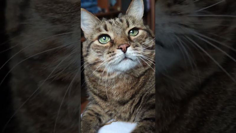 Крылья пингвина 🪽🐧🥛🍺🙀🤣 #cat #кот #юмор #котушка #приколы #цитаты #смех