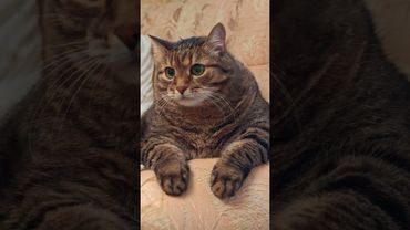 Без телефона 📱🙀😉🤣 #cat #кот #юмор #котушка #приколы #смех #цитаты