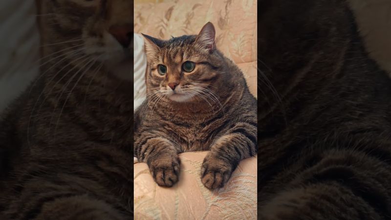 Без телефона 📱🙀😉🤣 #cat #кот #юмор #котушка #приколы #смех #цитаты