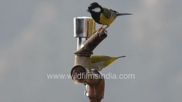 Green-backed Tit and Oriental White Eye birds come to our garden tap for a summer-time drink
