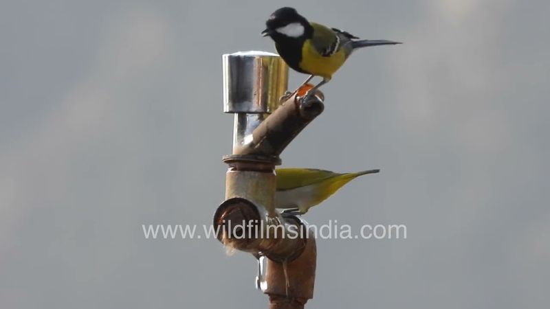 Green-backed Tit and Oriental White Eye birds come to our garden tap for a summer-time drink