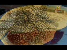 Documental: La pequeña edad de hielo - Capitulo 1 [Canal Historia]