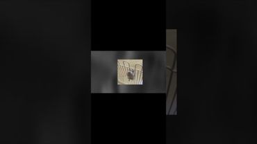 Ми так і не вийшли з часів работорговців.