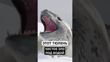 Вот Почему Морской Леопард - Кошмар Антарктики