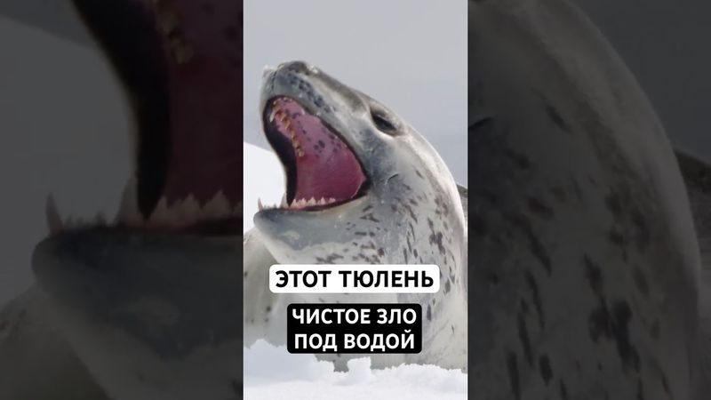 Вот Почему Морской Леопард - Кошмар Антарктики