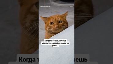 #рекомендации #юмор #прикол #котики #cat #catvideos #cats #catshorts #funny #funnycats #funnyshorts