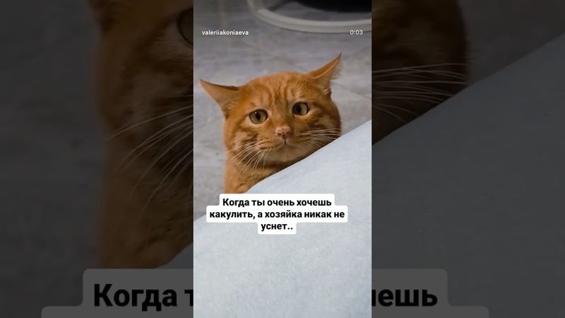 #рекомендации #юмор #прикол #котики #cat #catvideos #cats #catshorts #funny #funnycats #funnyshorts