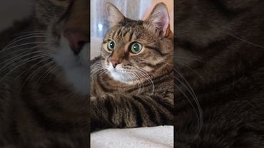 Никогда не падай духом☝️🙏😻❤ #cat #кот #котушка #приколы #психология #цитаты