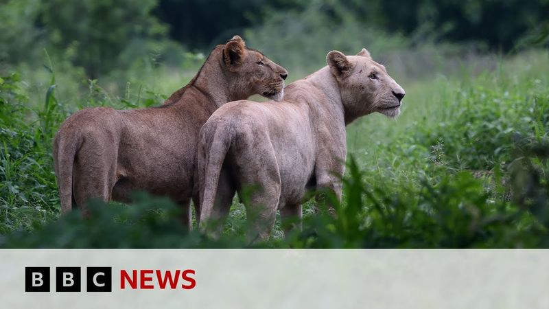 Crackdown on big cats as pets in Pakistan | BBC News