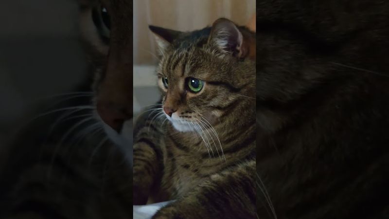 Не спорь с женой 🙀😉😆🤣 #cat #кот #юмор #котушка #приколы #цитаты #смех