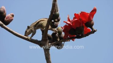 Comon gilheri of India: Five-striped Palm Squrrel feasts on nectar & buds of Silk Cotton sehmal tree