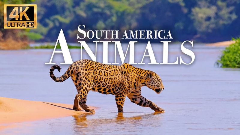 Nature Wildlife 4k - Wunderbarer Tierfilm mit beruhigender Musik