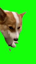 Green Screen Smiling Corgi Dog Meme #greenscreen #greenscreenvideo #d...