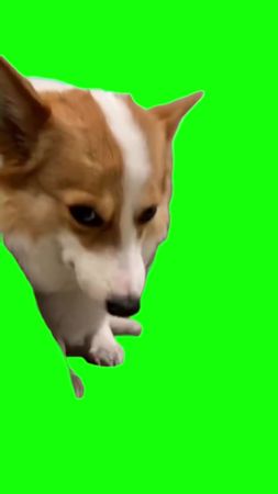 Green Screen Smiling Corgi Dog Meme #greenscreen #greenscreenvideo #d...