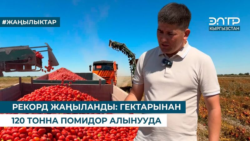 РЕКОРД ЖАҢЫЛАНДЫ: ГЕКТАРЫНАН 120 ТОННА ПОМИДОР АЛЫНУУДА
