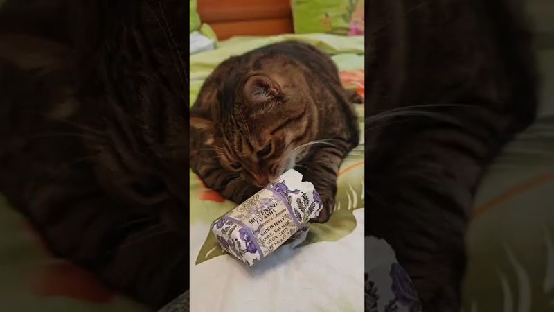 Распаковочка 🙀🫢😉🤣#cat #кот #юмор #котушка #приколы #распаковка