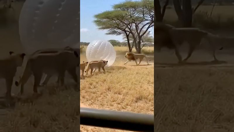 В Танзании запустили самый безумный аттракцион