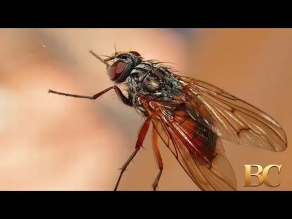 Millions of flies to be dropped over Texas to combat flesh-eating maggots