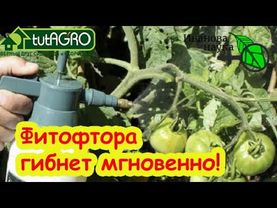 ⚠️ВНИМАНИЕ! ФИТОФТОРА-2025! Она уже пришла! Чем срочно обработать томаты и огурцы от болезней.