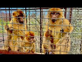 Мне стало так ЖАЛКО этого малыша магота, его НЕ ЛЮБЯТ ни мама, ни папа(((