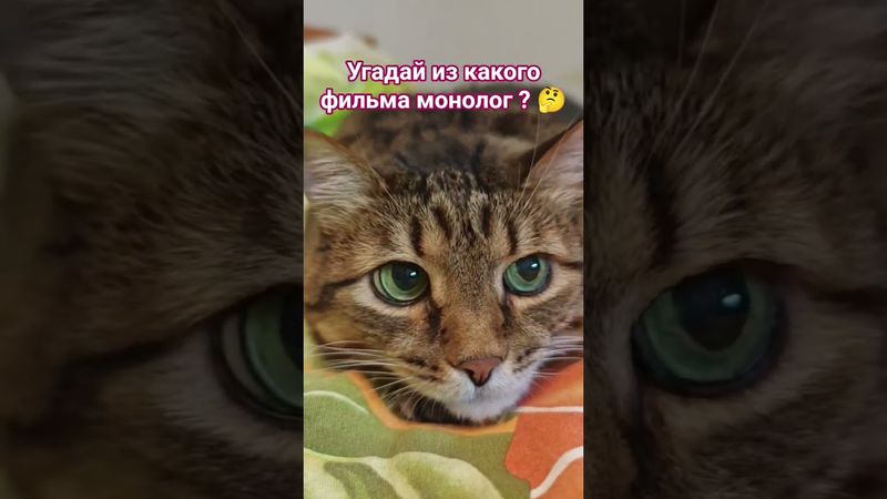 Как скучно мы живём 😉🤗🙀🤣 #cat #кино #цитаты #кот #котушка #юмор
