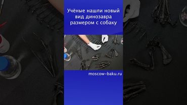 Учёные нашли новый вид динозавра размером с собаку