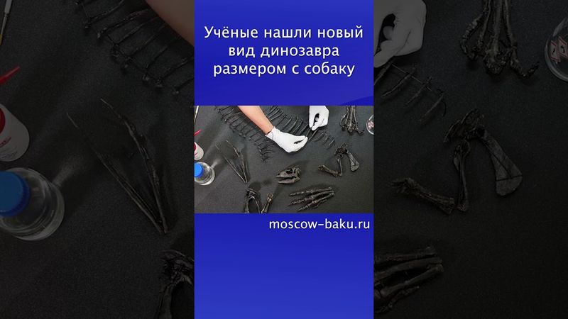Учёные нашли новый вид динозавра размером с собаку