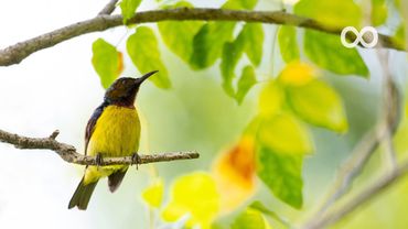 Beautiful Piano Music "Dove" Relaxing Music, Meditation Music, Sleep Music, Study Music