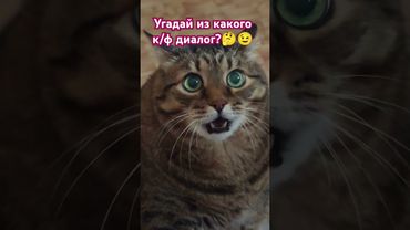 Угадайка 🤔😉🤗🤣 #cat #кот #юмор #котушка #приколы #мем #цитаты