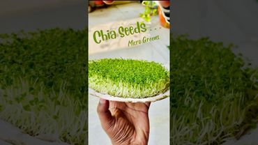Chia Seeds Microgreens || How To Grow Microgreens from chia seeds || Healthy Microgreens making