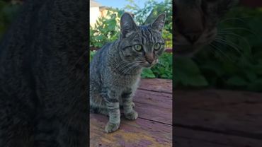 Sexy 😻❤💋🤣 #cat #котики #кот #котушка #приколы #веселыекоты