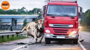 Horrifying Car Crashes and Invasive Species Accidents Caught on Camera | Idiots in Cars