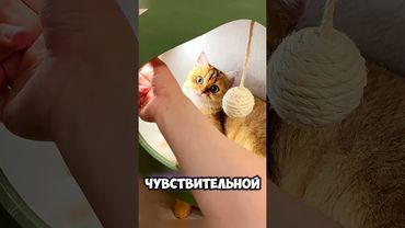Кот не спал ночами из-за страха темноты 🙀 #животные #милыеживотные