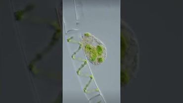 Как Амёба - Вампир Высасывает Жизнь из Клетки!