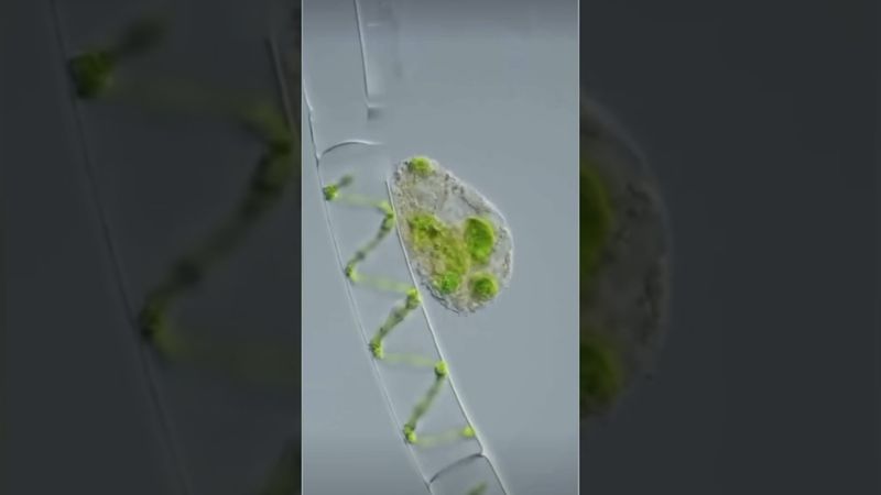 Как Амёба - Вампир Высасывает Жизнь из Клетки!