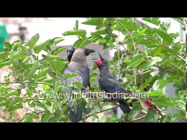 Fully fledged, Crow parents feed into red gape of young chick who has left nest, still needs feed