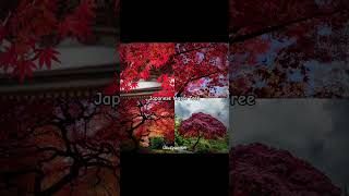 7 Most Beautiful Trees🌳💗🪄✨#vibelyrics #aesthetic #tree #youtubeshorts #nature#foryou #whatsappstatus