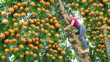 Harvesting Sour Fruit On Tall Tree Goes To Market Sell - Preserve Sour Fruit | Free Bushcraft