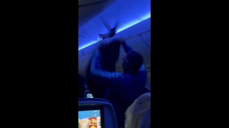 Flight thrown into chaos as stowaway pigeons storm cabin