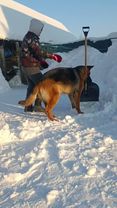 #прикольнівідео #німецькавівчарка #пес #germanshepherd #dog 
