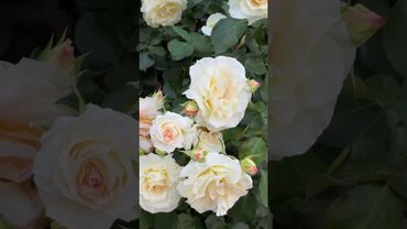 Роза Шнеевальцер #roseSchneewalzer #rosebrest.by