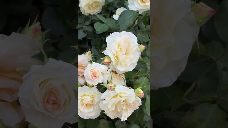 Роза Шнеевальцер #roseSchneewalzer #rosebrest.by