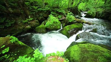 Relaxing Forest River | Stream & Birds Sounds Sleep, Meditation & Study | 10 hours
