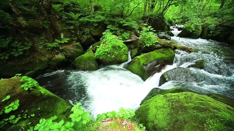 Relaxing Forest River | Stream & Birds Sounds Sleep, Meditation & Study | 10 hours
